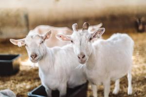 Zvieratá na farme alebo blízkom okolí