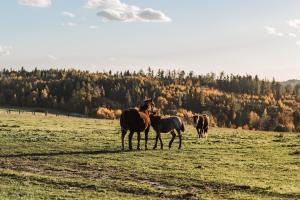Zvieratá na farme alebo blízkom okolí