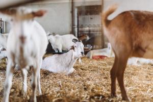 Zvieratá na farme alebo blízkom okolí