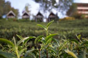 una planta en un campo con casas en el fondo en เลาลีฮิลล์รีสอร์ท Laulee hill resort, en Chiang Rai