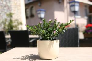Zahrada ubytování Hotel Restaurant Zum Hirschen