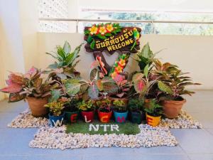 a display of potted plants in front of a sign at Nontharat Mansion in Nonthaburi