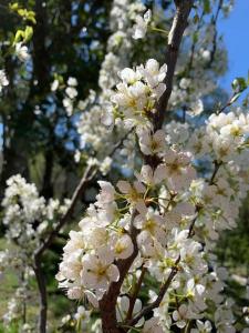 Un jardín fuera de Sieteflores Hosteria De Montaña