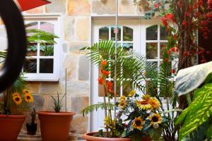 a group of potted plants in front of a window at Résidence Hôtelière Océane in Lomé