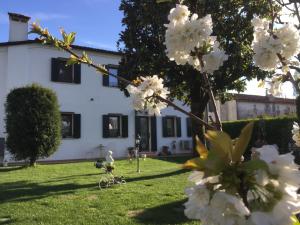 a white house with a tree with white flowers at Dimora Naviglio in Dolo