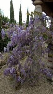 un arbusto con flores púrpuras creciendo contra una pared de piedra en Les Chalets de Maramour en Chazey-sur-Ain