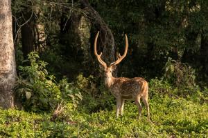 Animales en el resort o alrededores