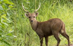 Animales en el resort o alrededores