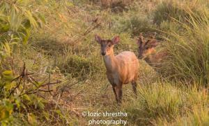 Animales en el resort o alrededores