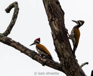 Animales en el resort o alrededores
