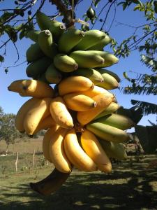 a bunch of bananas hanging from a tree at Cabaña Belkys y Omar in Pinar del Río