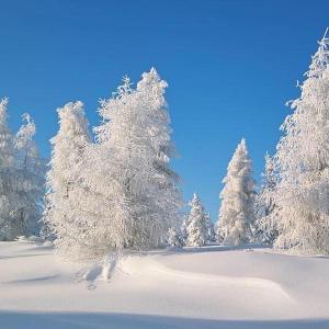 un grupo de árboles cubiertos de nieve en Haus Hennecke, en Lennestadt