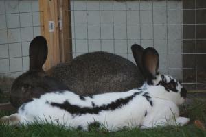 zwei Kaninchen im Gras in einem Käfig in der Unterkunft Pension zum Birnbaum in Brandenburg an der Havel