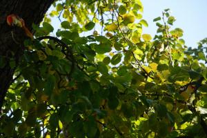 een boom met groene bladeren in het zonlicht bij Pension zum Birnbaum in Brandenburg an der Havel