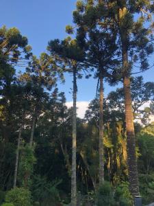 a group of tall trees in a forest at Vivendas de Monte Verde in Monte Verde