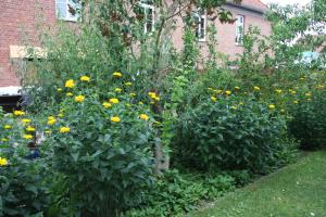 a garden of yellow flowers in front of a building at Hotel und Restaurant Knesebecker Hof in Knesebeck