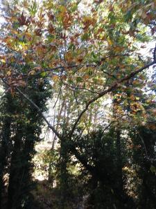 Naturlandschaft in der Nähe der Pension