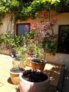 um grupo de vasos de plantas em frente a um edifício em La Maison de Thelma em Bézues-Bajon