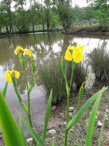 eine Gruppe gelber Blumen vor einem Teich in der Unterkunft La Maison de Thelma in Bézues-Bajon