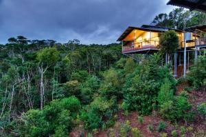 Gallery image of O'Reilly's Rainforest Retreat in Canungra