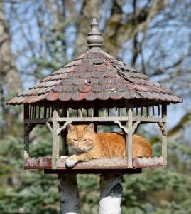 pomarańczowy kot leżący w ptaszym domku w obiekcie Gospodarstwo Agroturystyczne Kozłowiec w mieście Dziemiany