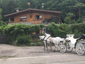 Zvířata v bed and breakfast nebo okolí