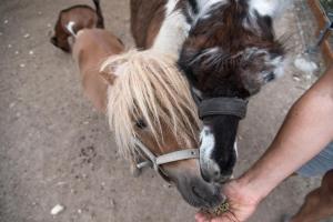 Altri animali domestici presso il campeggio di lusso o nei dintorni