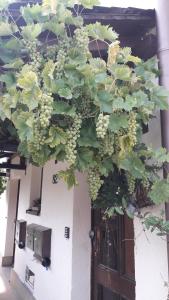 a bunch of grapes hanging from a building at Sommerfrische in Hinterhermsdorf