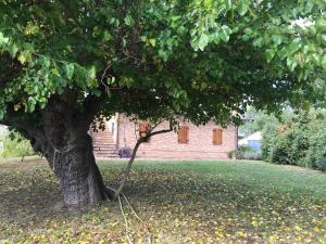 ein Baum in der Mitte eines Gartens mit einem Gebäude in der Unterkunft Agriturismo Serena -Petritoli- in Petritoli