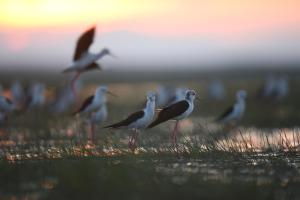 a group of birds standing in the grass with the sunset at Baan​ Tonlamphu​ Pakpra in Phatthalung