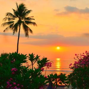 a palm tree on the beach at sunset at Puri Mas Boutique Resort & Spa in Senggigi