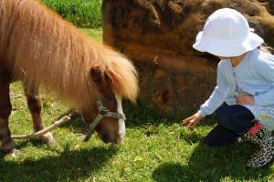Altri animali domestici presso l'agriturismo o nei dintorni