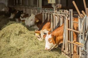 Altri animali domestici presso l'agriturismo o nei dintorni