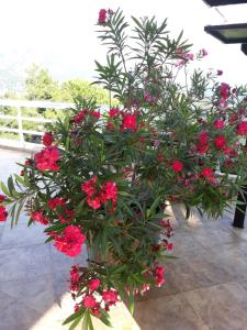 a bouquet of red flowers in a vase at Apartments Jovanic with 2 bedrooms in Sutomore