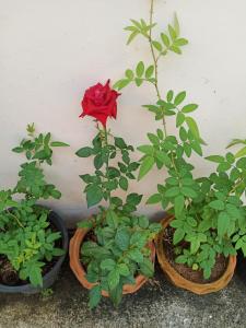 three potted plants sitting next to a wall at Poonsap Resort in Ko Lanta