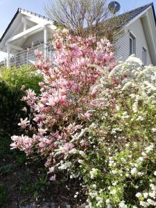 a bush of pink flowers in front of a house at Gästezimmer Ahornweg in Villingendorf