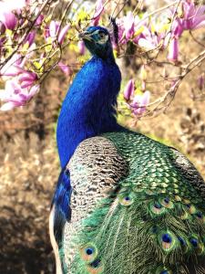a peacock standing on the back of a tree at Hofgut Holzmuhle in Germersheim