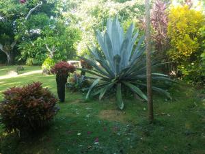 Jardín al aire libre en Los Palmares Guest House & Eventos