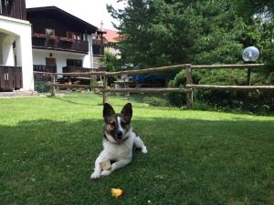 Κατοικίδιο ή κατοικίδια επισκεπτών που μένουν στο Penzion Pažický