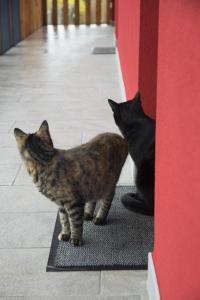 two cats standing next to each other in a doorway at 8 Grappoli Agritur in Trento