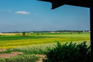 una vista de un campo de flores amarillas en Pasieka Smakulskich, en Pakosław