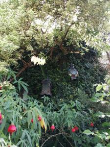 Garden sa labas ng Granados