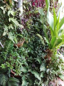 Garden sa labas ng Granados