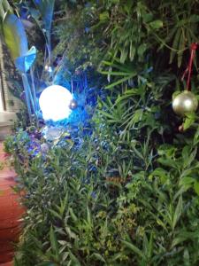 Garden sa labas ng Granados
