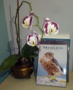 Mynd úr myndasafni af Mulberry Lodge í Blarney