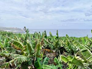 a banana plantation with the ocean in the background at Banana Paradise in La Orotava