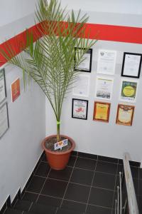 a plant in a pot on a wall with pictures at HD Hostel Izhevsk in Izhevsk