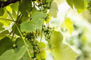 a bunch of green grapes hanging from a tree at ODELYA - Stadthotel im Park in Basel