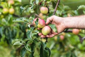 a hand holding a bunch of apples on a tree at ODELYA - Stadthotel im Park in Basel