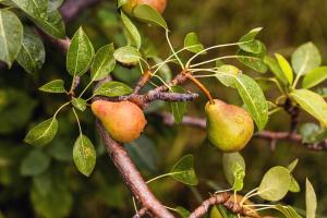 a branch of an apple tree with fruit at ODELYA - Stadthotel im Park in Basel